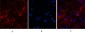 Cleaved-Caspase-8 (D384) Polyclonal Antibody